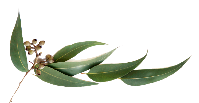 Eucalyptus | Himalaya