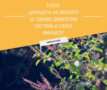 Тулси – „царицата на билките“ за здрава дихателна система и силен имунитет