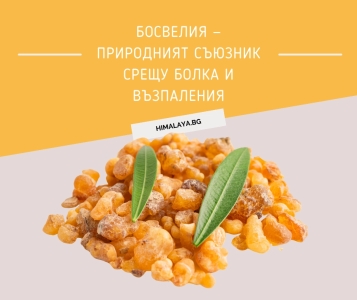 Boswellia Serrata – The Natural Alternative to Painkillers and Anti-Inflammatory Drugs