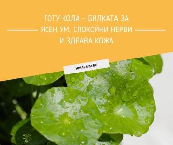 Gotu Kola (Centella Asiatica) – The Herb for a Clear Mind, Calm Nervous System, and Longevity