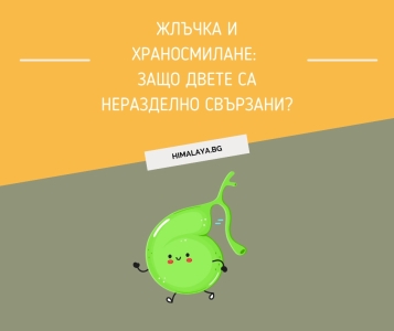Жлъчка и храносмилане: защо двете са неразделно свързани?
