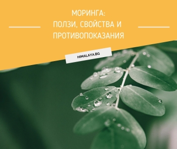 Моринга – ползи, свойства и противопоказания