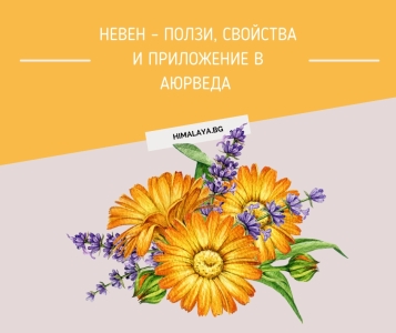 Невен – ползи, свойства и приложение в Аюрведа 
