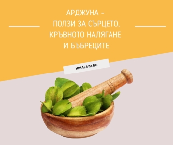 Арджуна (Terminalia arjuna) – ползи за сърцето, кръвното налягане и бъбреците