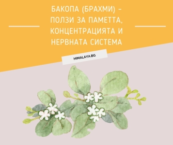 Бакопа (Брахми) – ползи за паметта, концентрацията и нервната система