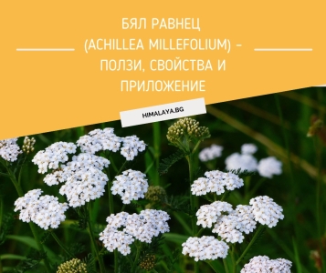 Yarrow (Achillea millefolium) – Benefits, Uses and Healing Properties