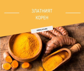 Златният корен