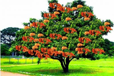 Ashoka Tree