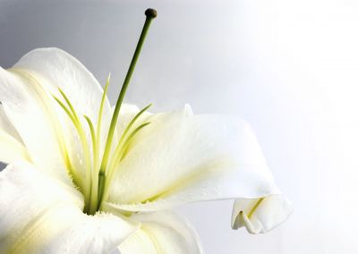 Бяла лилия