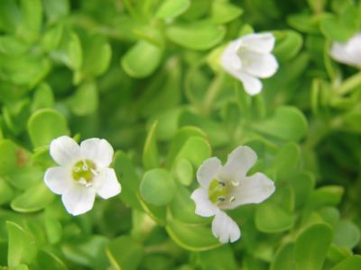 Bacopa Monnieri