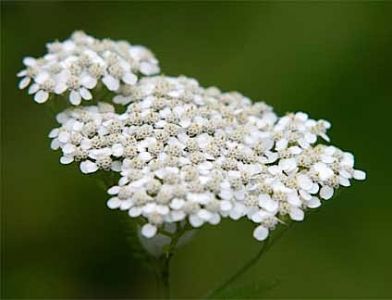 Yarrow