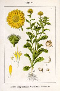 Calendula