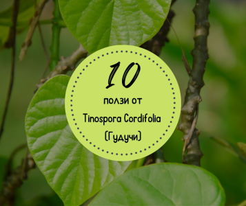 10  ПОЛЗИ ЗА ЗДРАВЕТО  ОТ  ГУДУЧИ(TINOSPORA CORDIFOLIA)