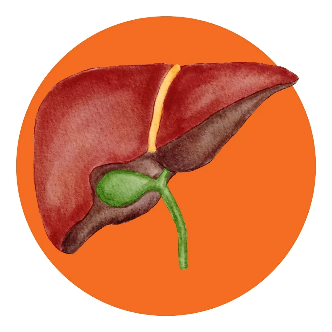 Liver