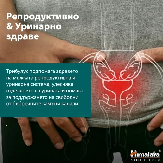 ОРГАНИК Трибулус (Бабини зъби),  60 табл х 688 mg, (ДВУМЕСЕЧЕН прием), Himalaya Wellness