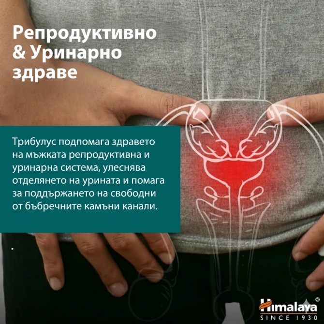 ОРГАНИК Трибулус (Бабини зъби),  60 табл х 688 mg, (ДВУМЕСЕЧЕН прием), Himalaya Wellness